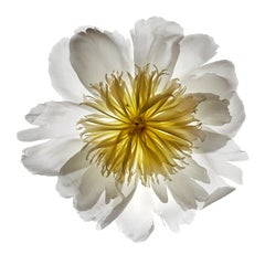 Chad Kleitsch - Flor sin título nº 23, Fotografía 2002, Impresión posterior