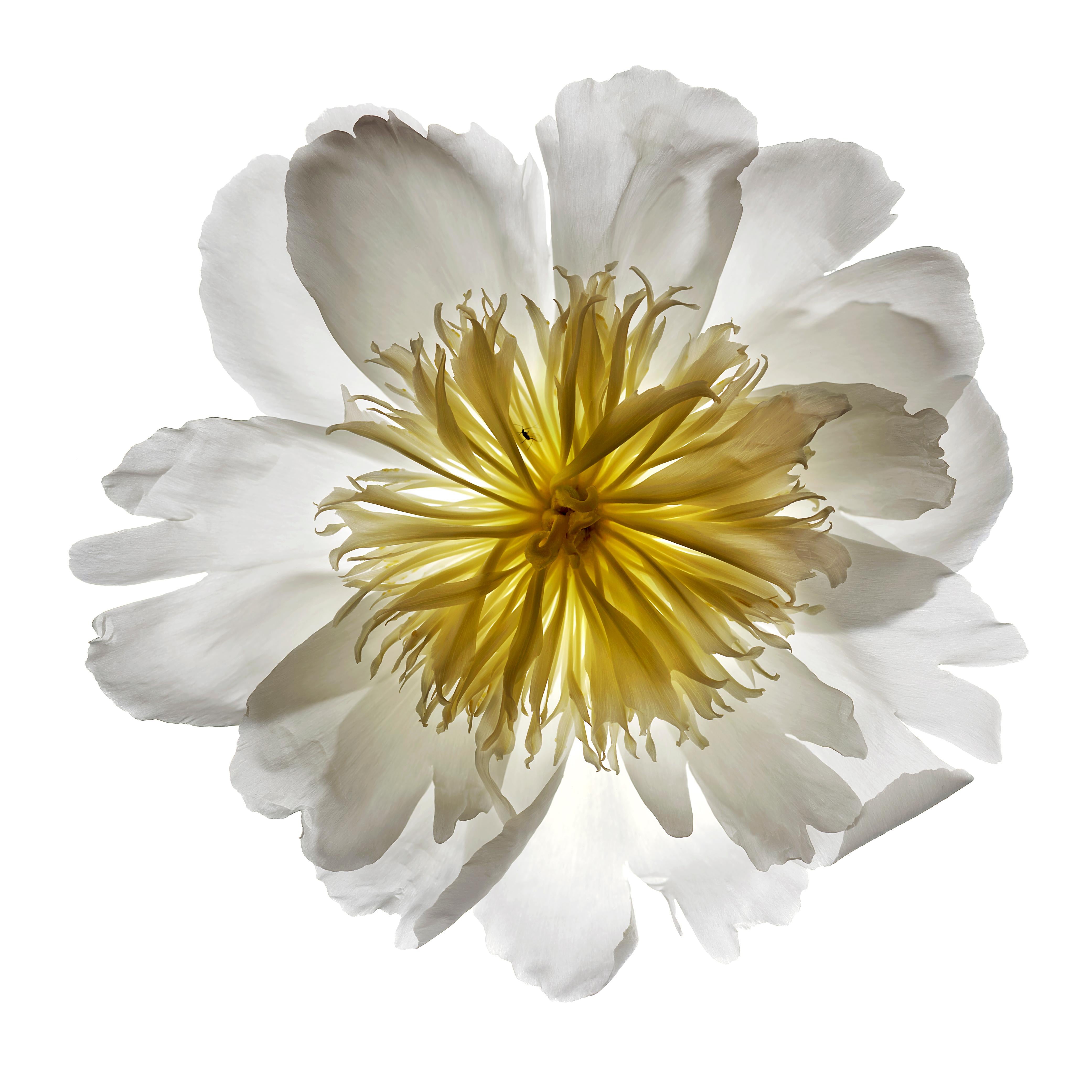 Chad Kleitsch - Untitled Flower #23, Photography 2002, Printed After