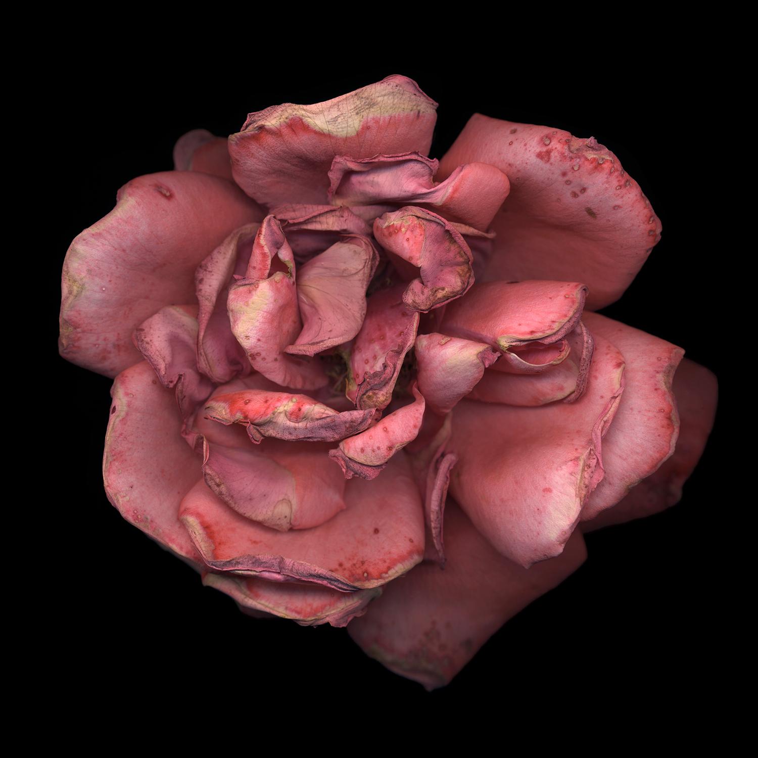 Chad Kleitsch - Flor sin título nº 24, Fotografía 2002, Impresión posterior
