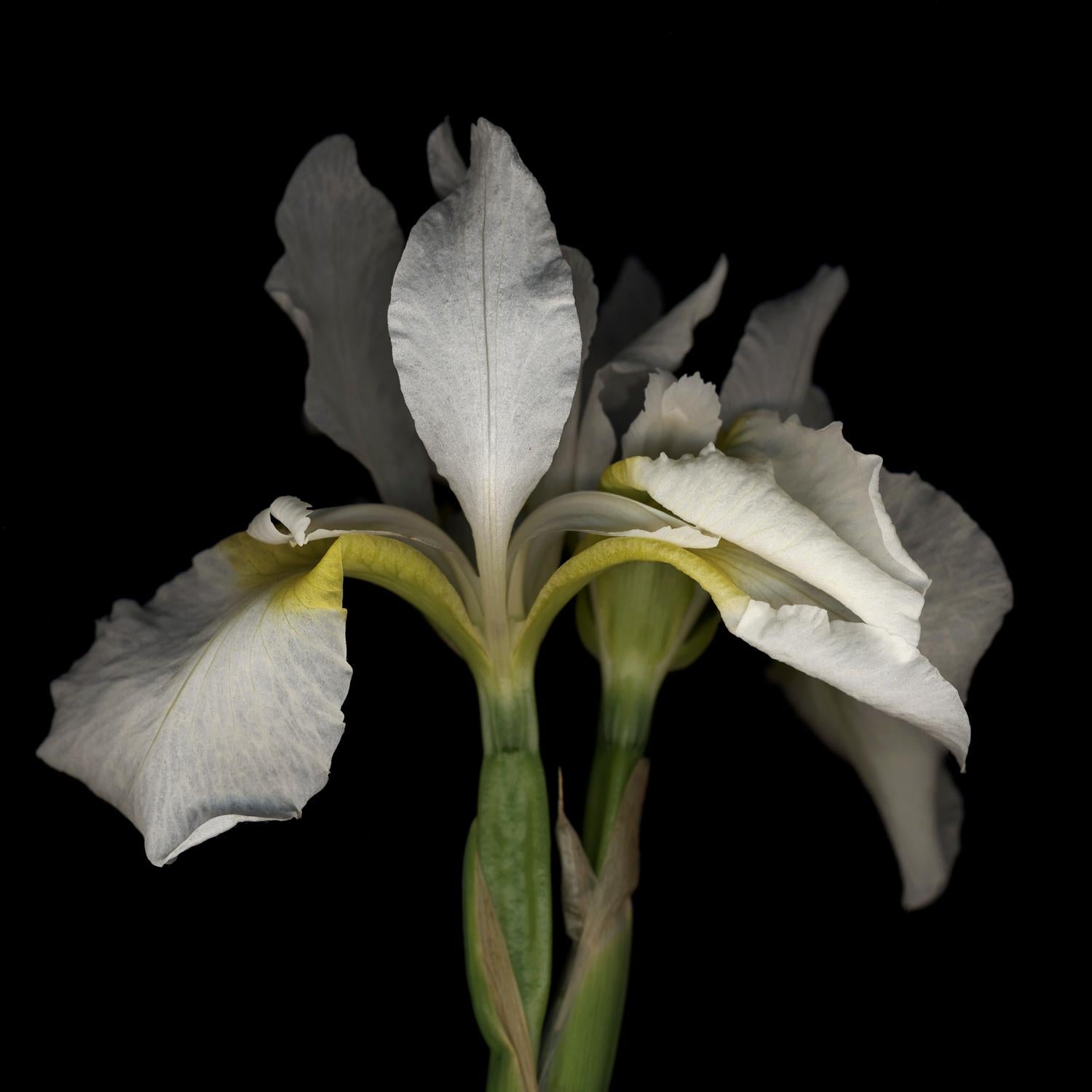 Chad Kleitsch - Untitled Flower # 25, Photography 2002, Printed After