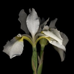 Chad Kleitsch - Untitled Flower # 25, Photography 2002, Printed After