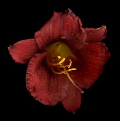 Chad Kleitsch - Untitled Flower # 26, Photography 2002, Printed After