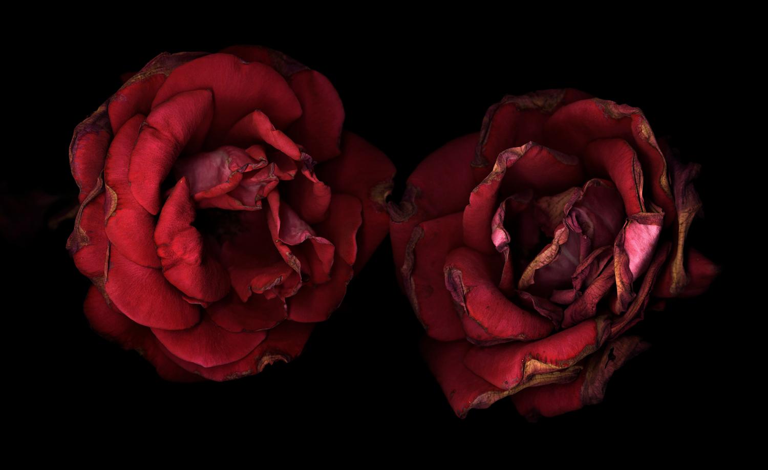 Chad Kleitsch - Untitled Flower # 27, Photography 2002, Printed After
