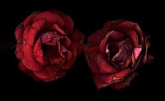 Chad Kleitsch – Blume ohne Titel # 27, Fotografie 2002, Nachdruck