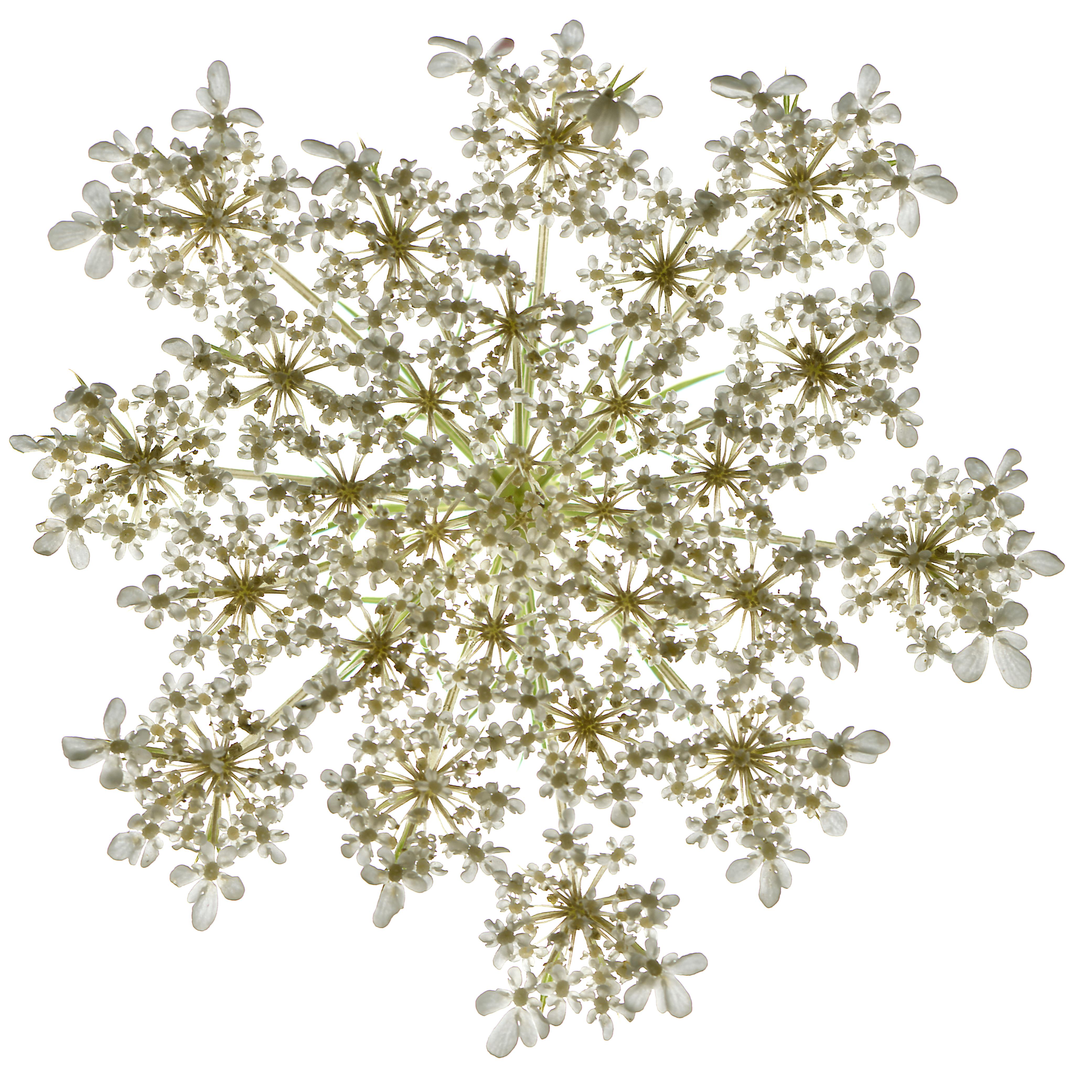 Chad Kleitsch - Untitled Flower #28, Photography 2001, Printed After