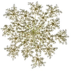 Chad Kleitsch - Untitled Flower #28, Photography 2001, Printed After