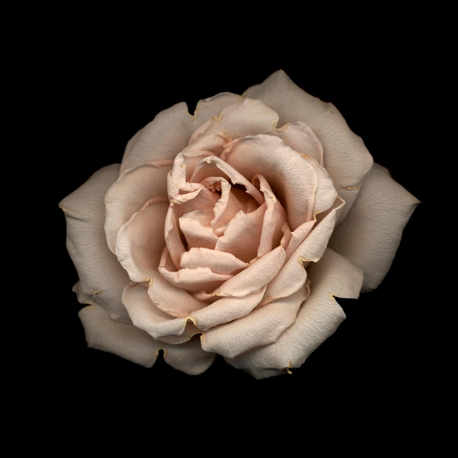 Chad Kleitsch - Fleur n° 29, Photographie 2003, imprimée d'après
