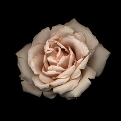 Chad Kleitsch - Untitled Flower # 29, Photography 2003, Printed After