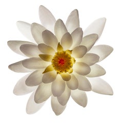 Chad Kleitsch - Untitled Flower #29, Photography 2006, Printed After