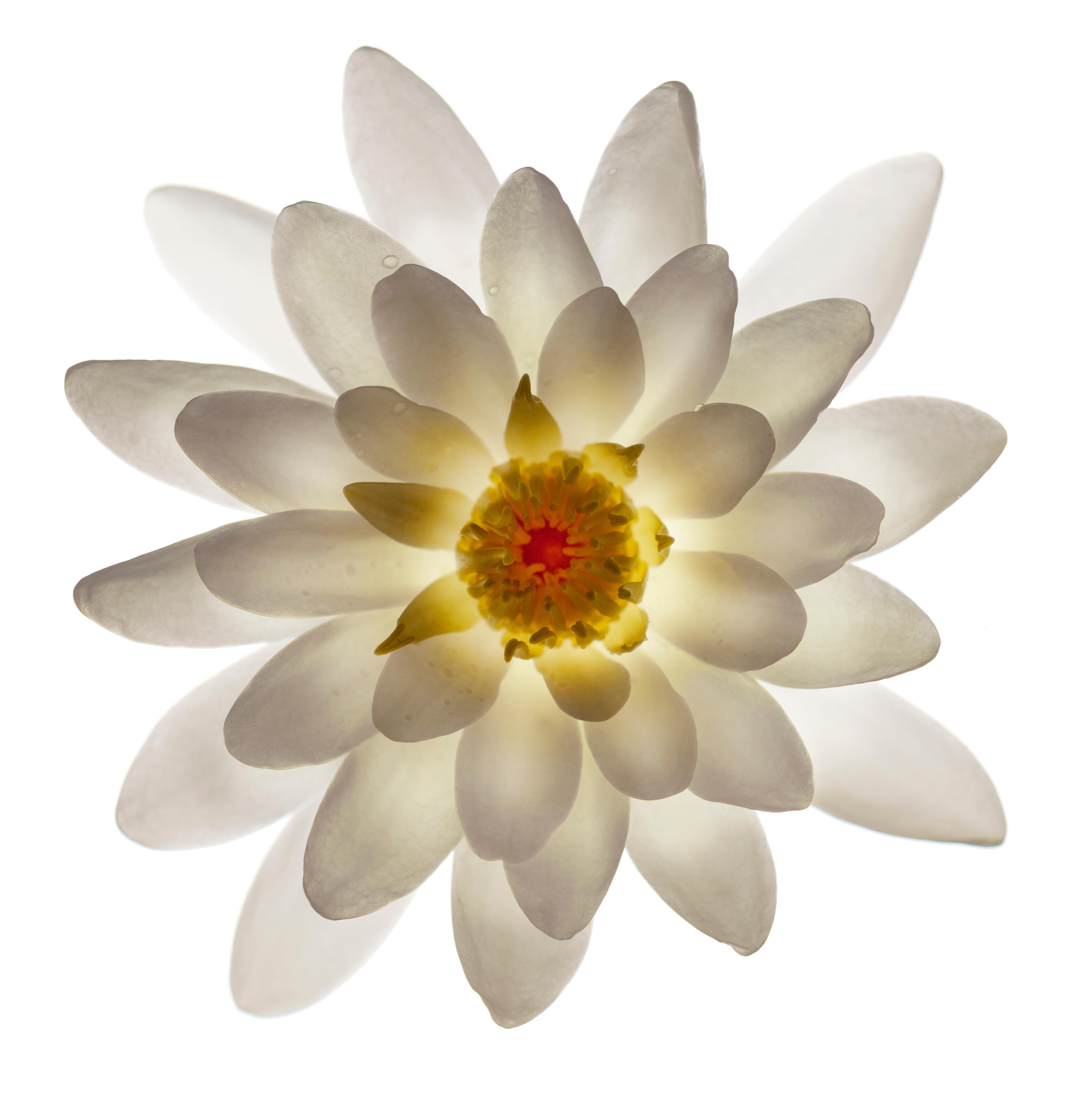 Chad Kleitsch - Fleur n°29, photographie de 2006, imprimée d'après