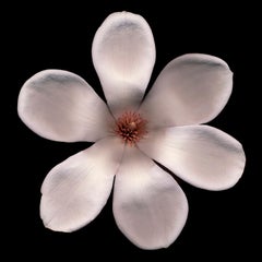 Chad Kleitsch - Flor sin título nº 30, Fotografía 2003, Impresión posterior