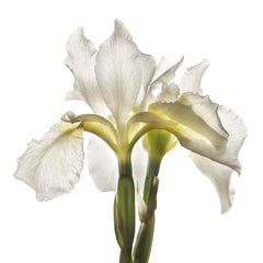 Chad Kleitsch - Flor sin título nº 31, Fotografía 2001, Impresión posterior