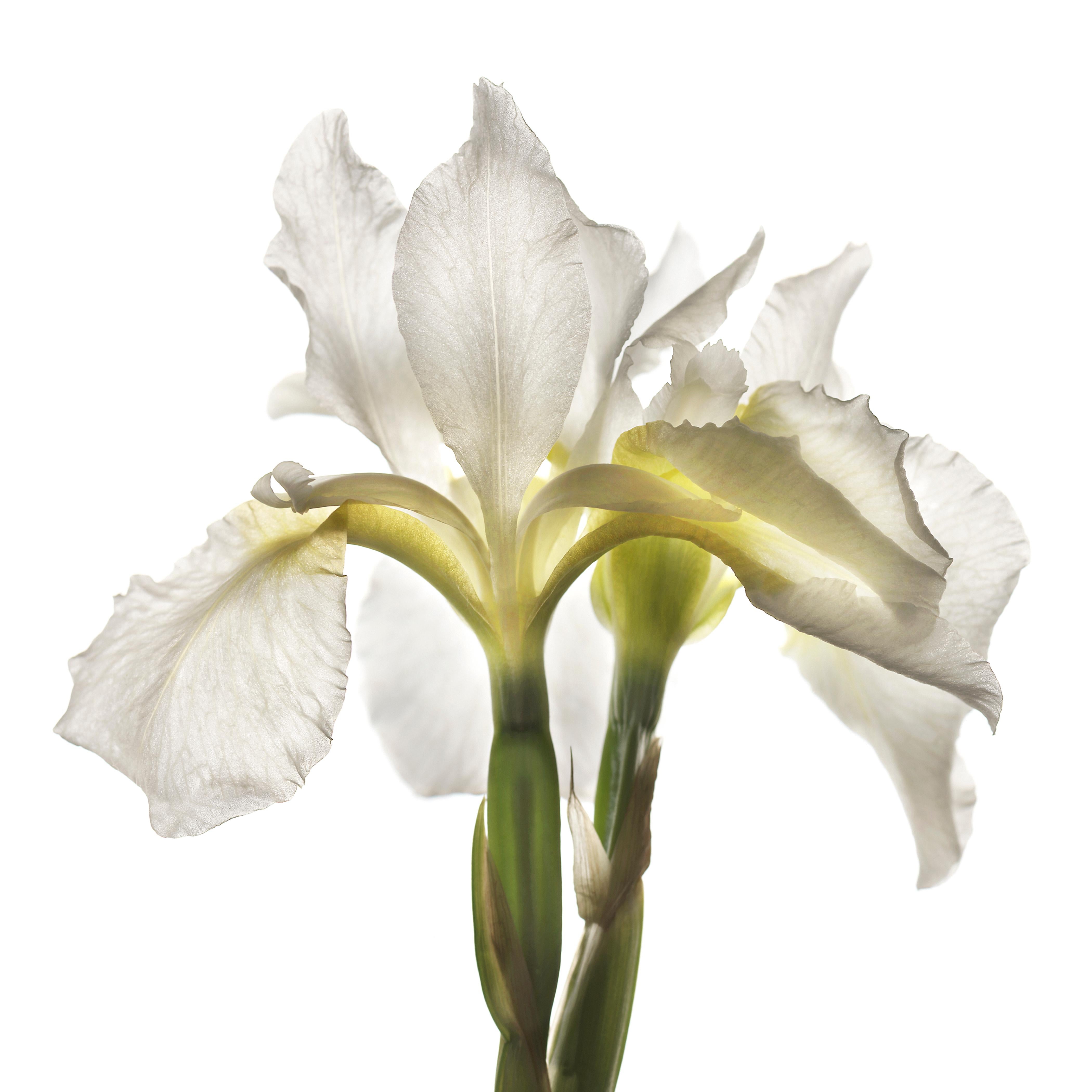 Chad Kleitsch - Untitled Flower # 31, Photography 2001, Printed After