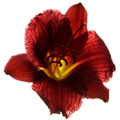 Chad Kleitsch - Untitled Flower # 32, Photography 2002, Printed After