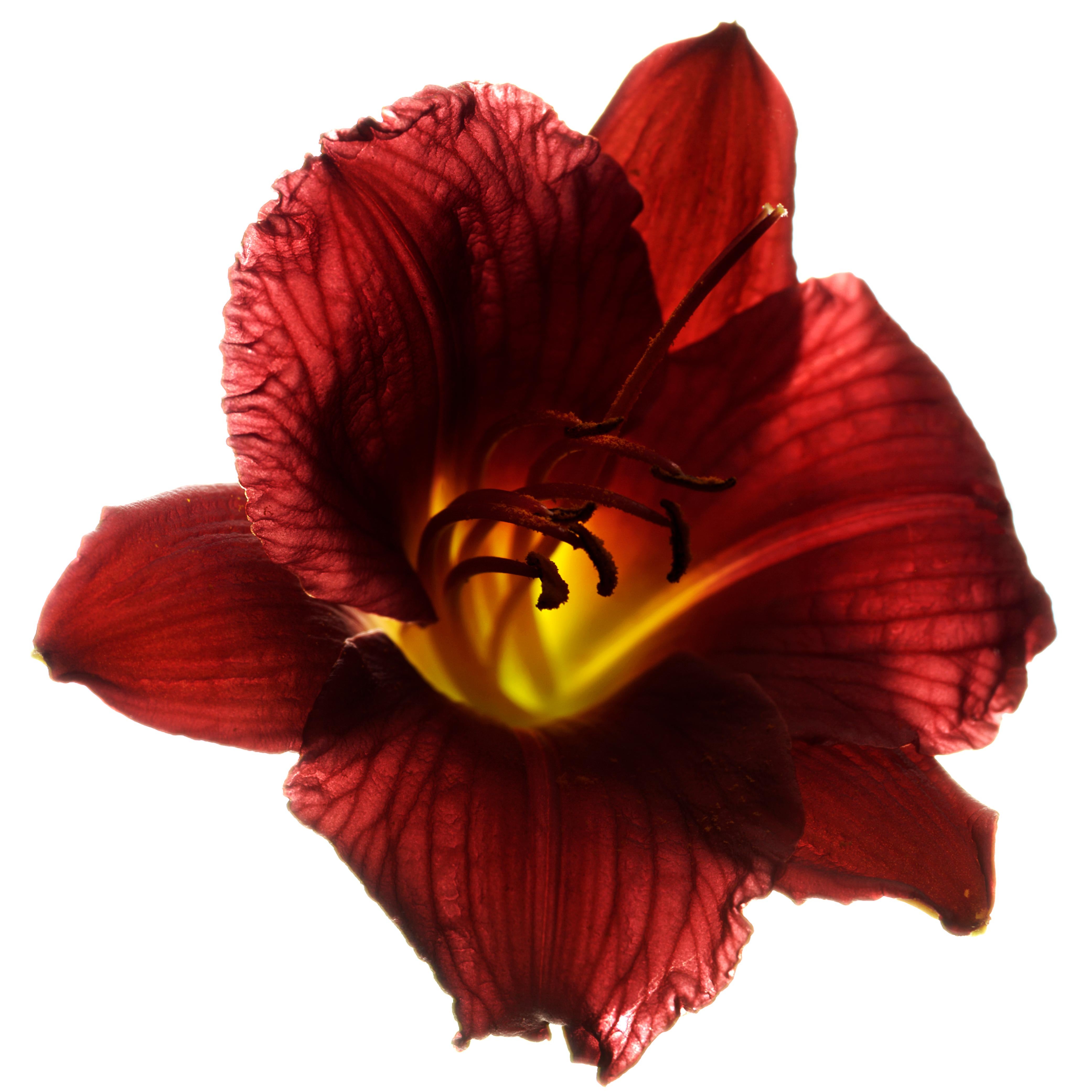 Chad Kleitsch - Flor sin título nº 32, Fotografía 2002, Impresión posterior