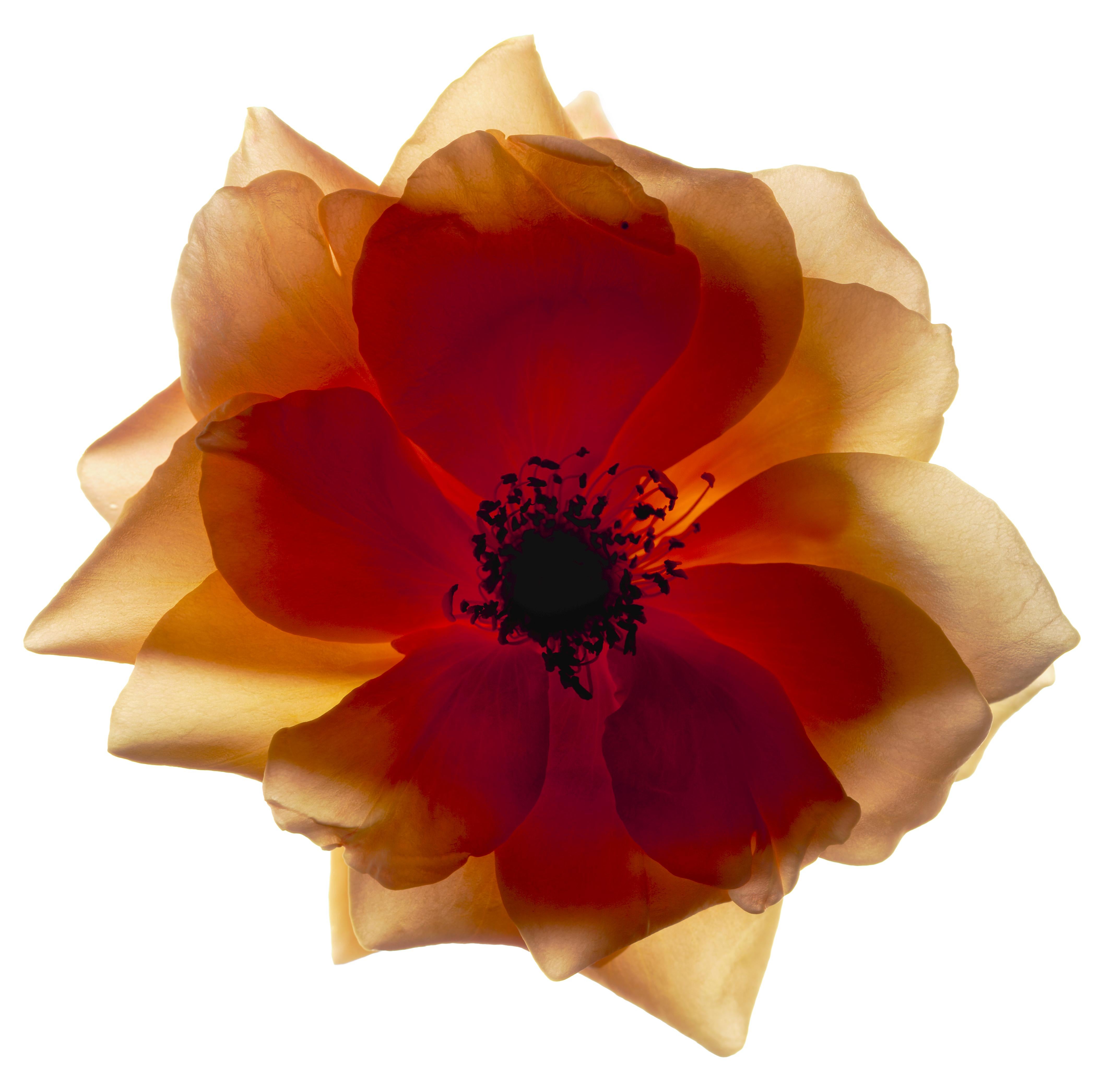 Chad Kleitsch - Fleur n° 41, photographie de 2002, imprimée d'après