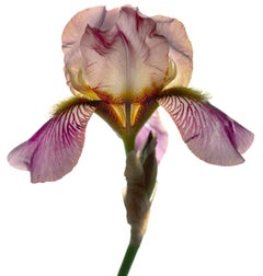 Chad Kleitsch - Flor sin título nº 43, Fotografía 2002, Impresión posterior