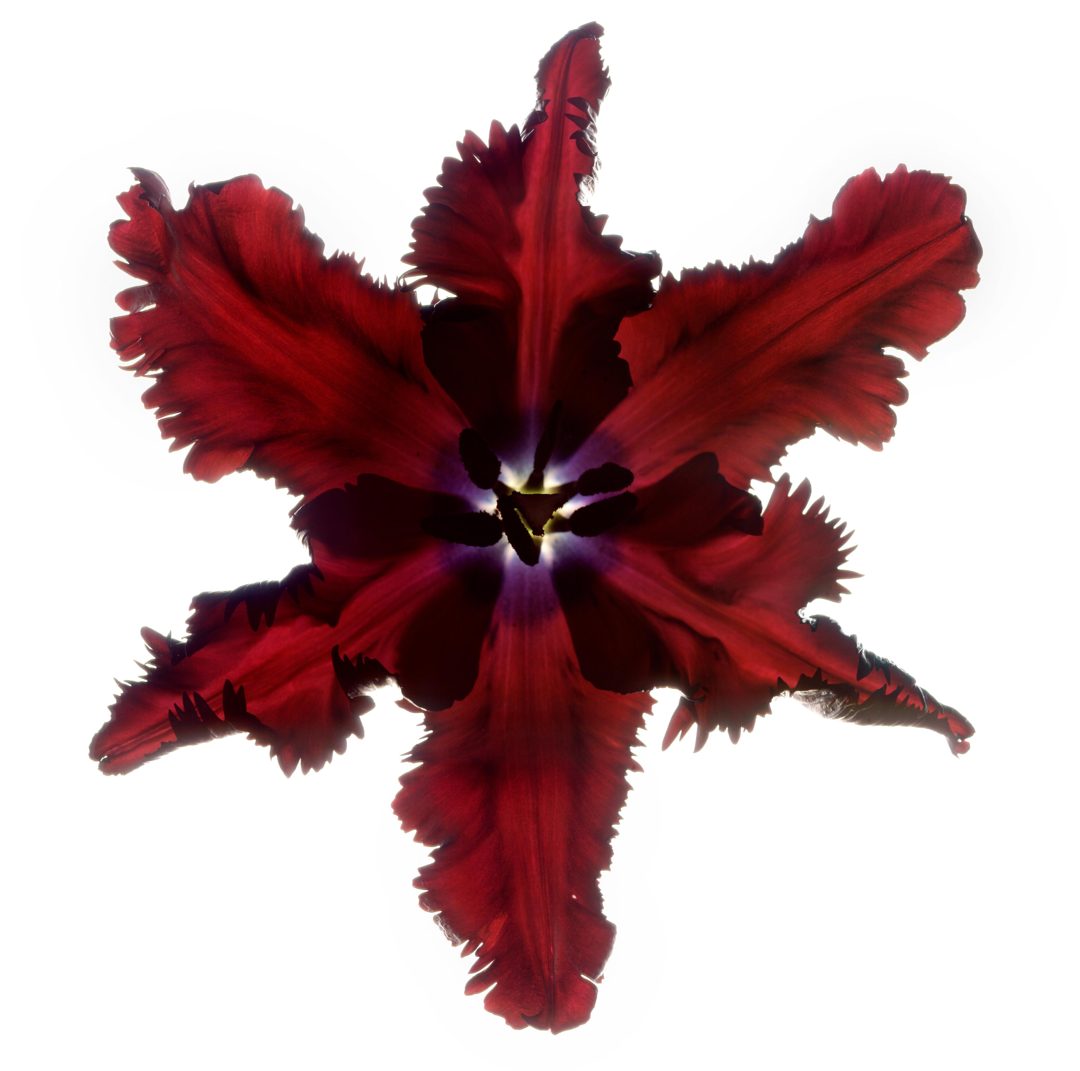 Untitled Flower # 44
Hahnemuhle Photo Rag Matte Paper with Epson archival quality ink
Edition of 25
Available sizes:
11" x 14”
20" x 24”
30" x 30”
30" x 40”
40" x 40"
48" x 48”
48" x 60”
60" x 60”

I began using a scanner as a camera in 1997 and