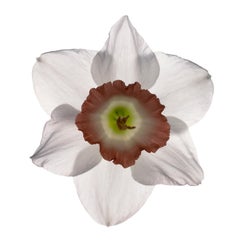 Chad Kleitsch - Flor sin título nº 52, Fotografía 2003, Impresión posterior