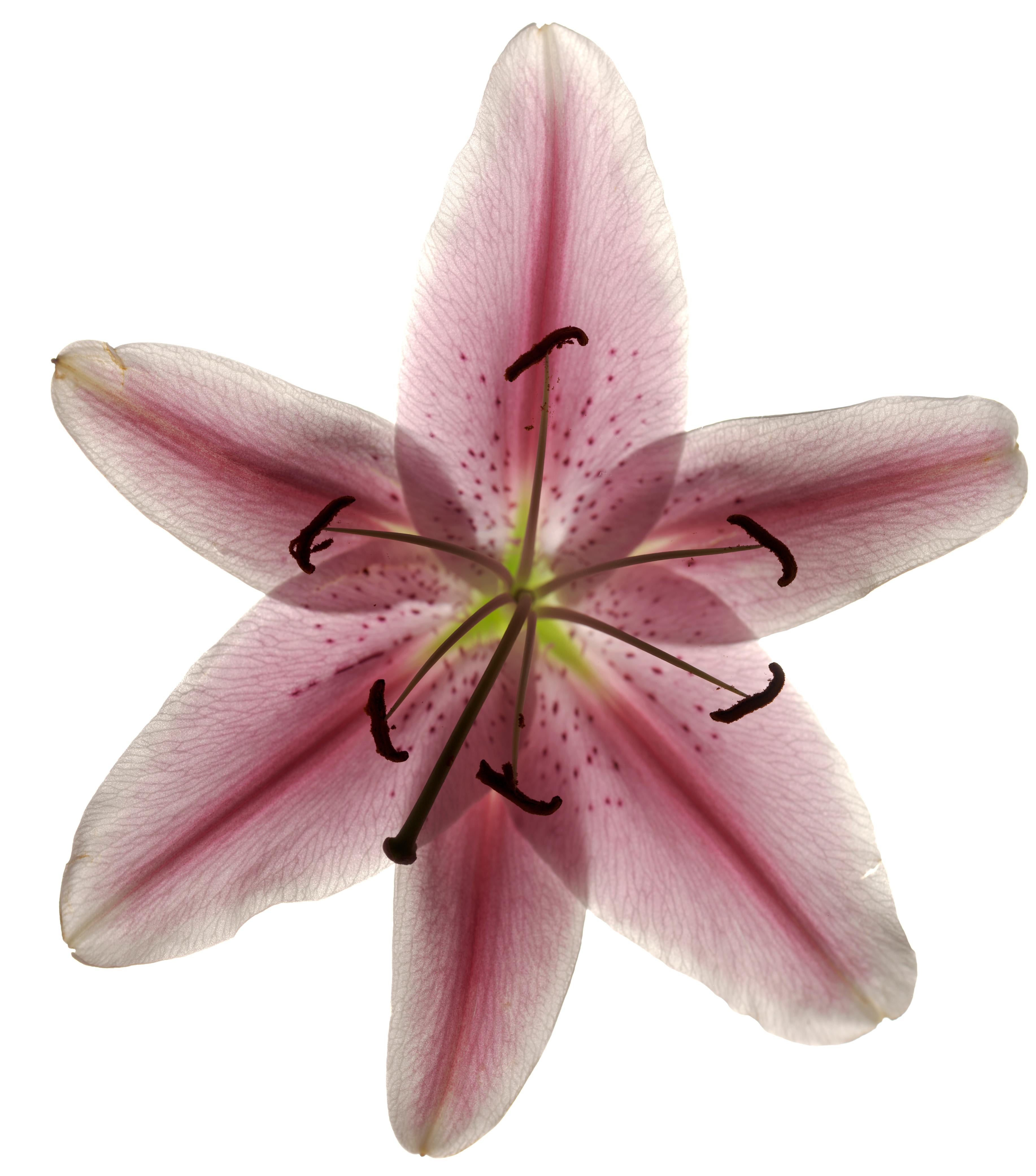 Chad Kleitsch - Untitled Flower # 54, Photography 2002, Printed After
