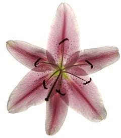 Chad Kleitsch - Flor sin título nº 54, Fotografía 2002, Impresión posterior