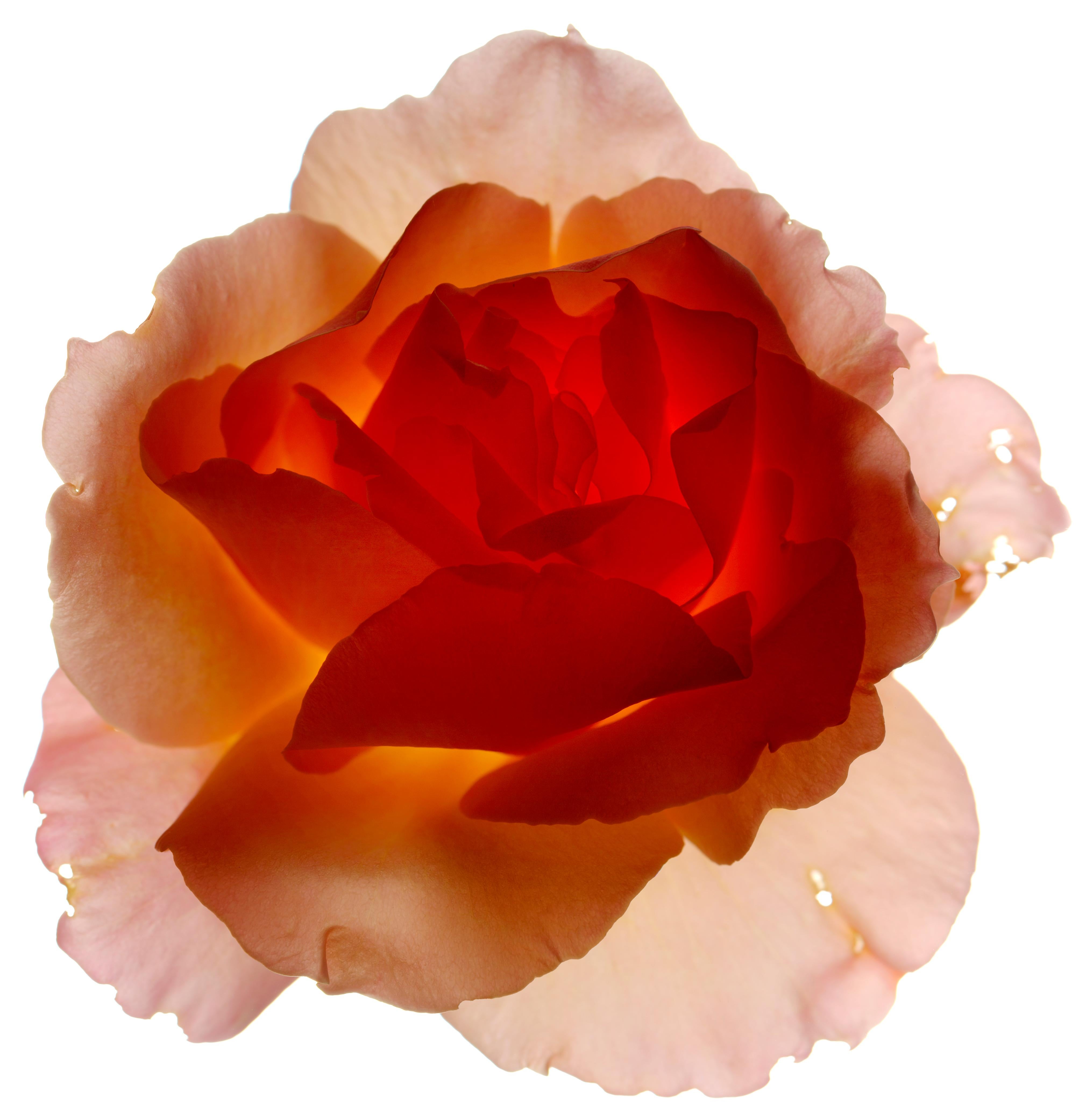 Chad Kleitsch - Untitled Flower # 56, Photography 2002, Printed After