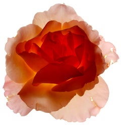 Chad Kleitsch - Flor sin título nº 56, Fotografía 2002, Impresión posterior