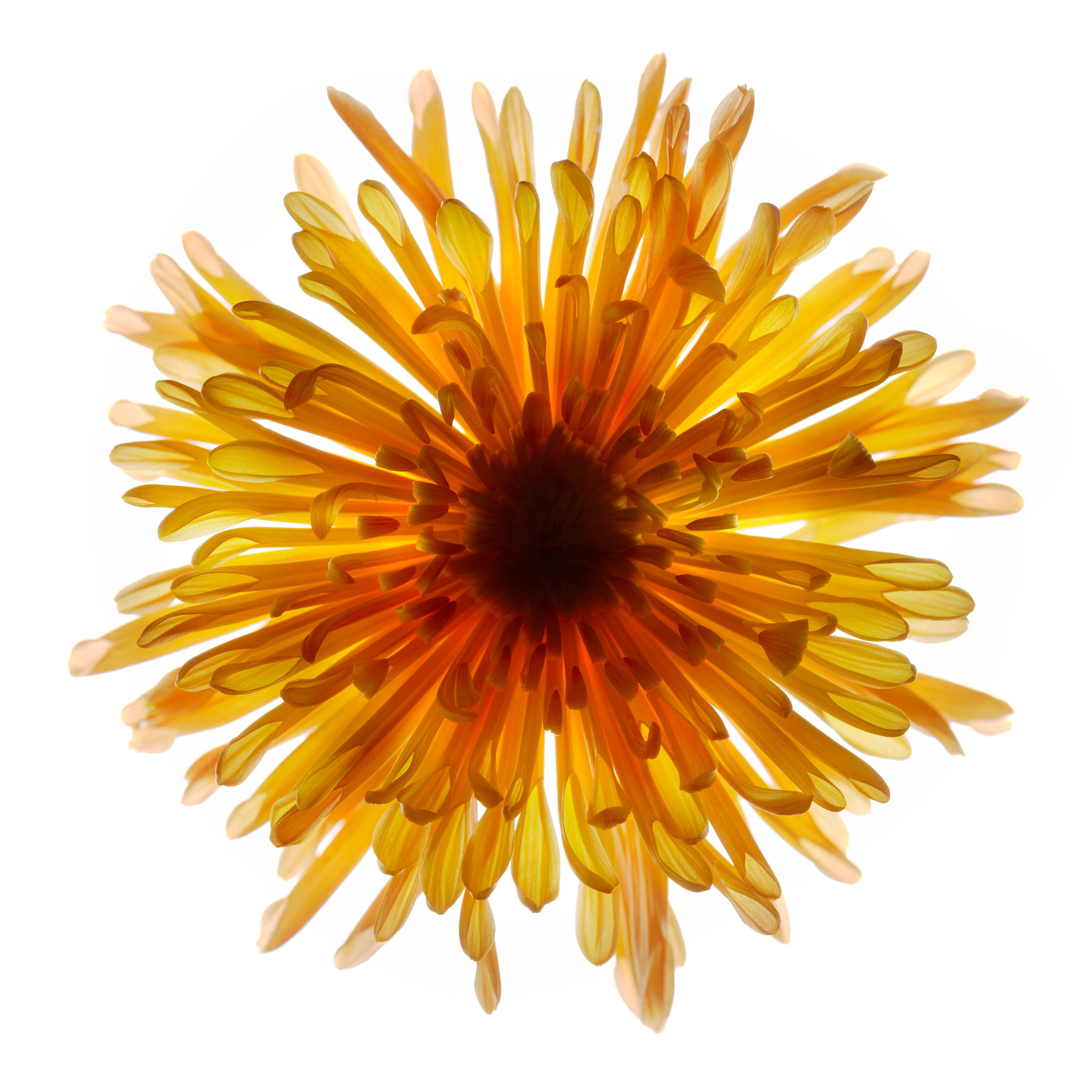 Chad Kleitsch - Fleur n° 57, photographie de 2003, imprimée d'après