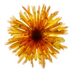 Chad Kleitsch - Flor sin título nº 57, Fotografía 2003, Impresión posterior
