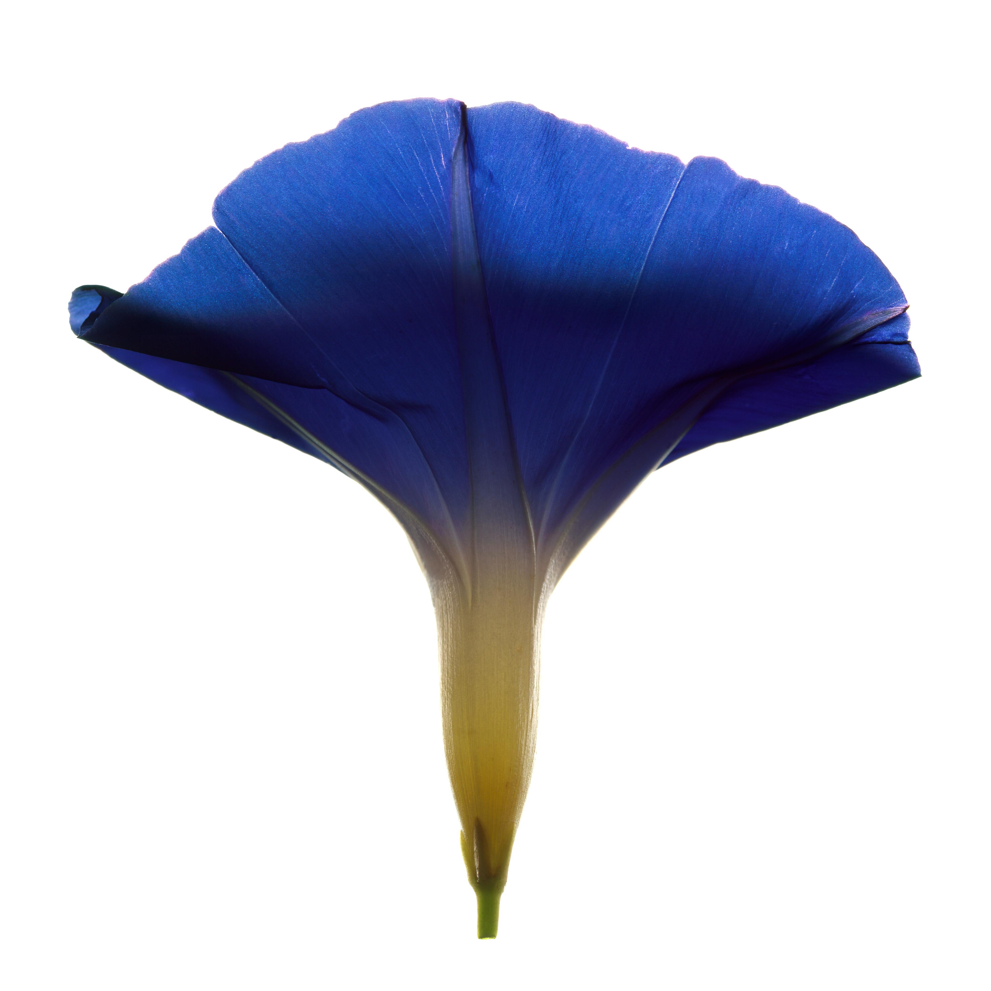 Fleur sans titre # 58
Papier photo mat Hahnemuhle avec encre Epson de qualité archive
Edition de 25
Tailles disponibles :
11" x 14"
20" x 24"
30" x 30"
30" x 40"
40" x 40"
48" x 48"
48" x 60"
60" x 60"

J'ai commencé à utiliser un scanner comme