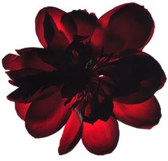 Chad Kleitsch - Flor sin título nº 59, Fotografía 2003, Impreso después de