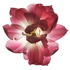 Chad Kleitsch - Flor sin título nº 60, Fotografía 2003, Impresión posterior