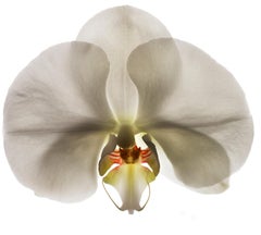 Chad Kleitsch - Flor sin título nº 65, Fotografía 2005, Impreso después de