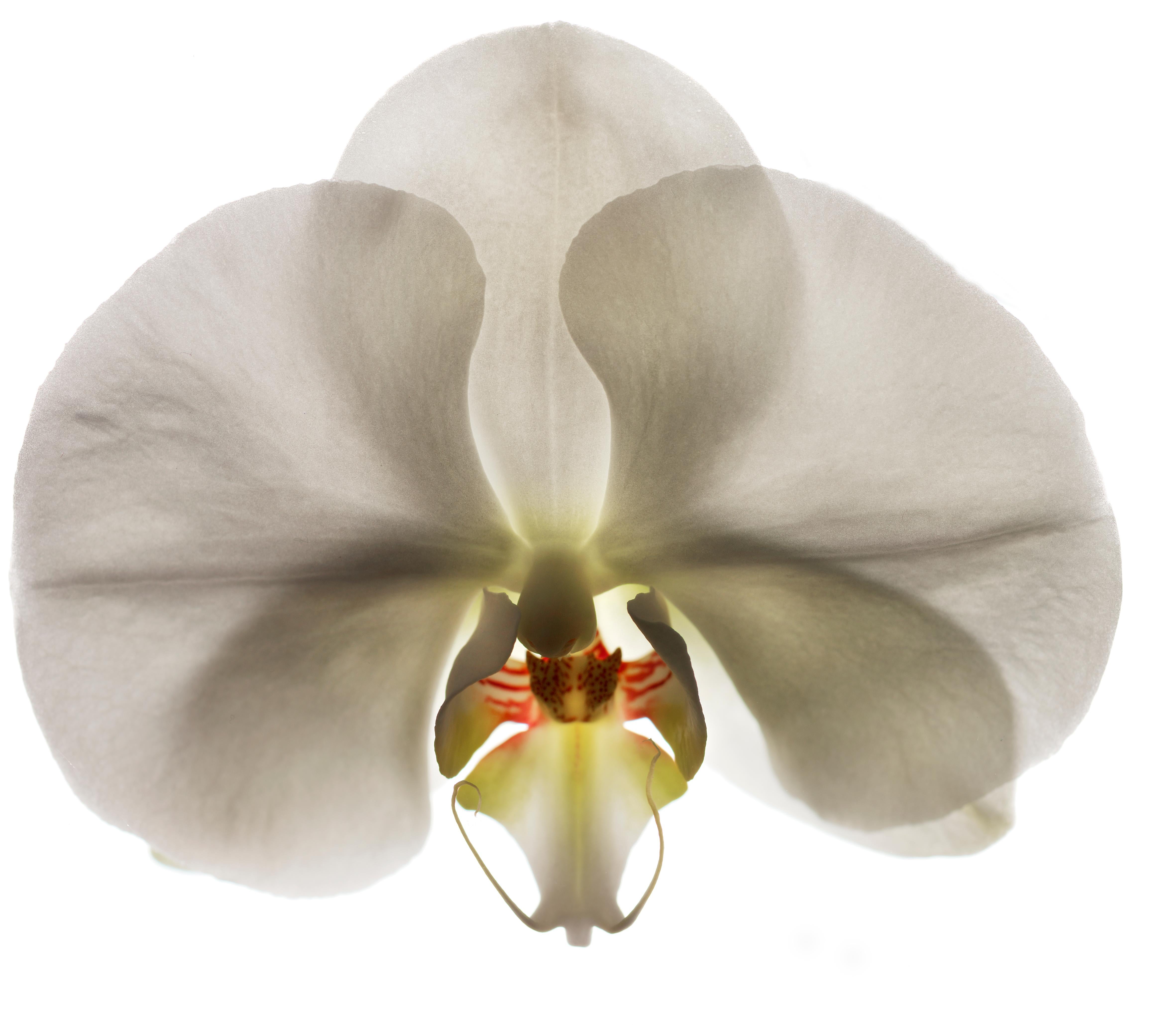 Chad Kleitsch - Untitled Flower # 65, Photography 2005, Printed After