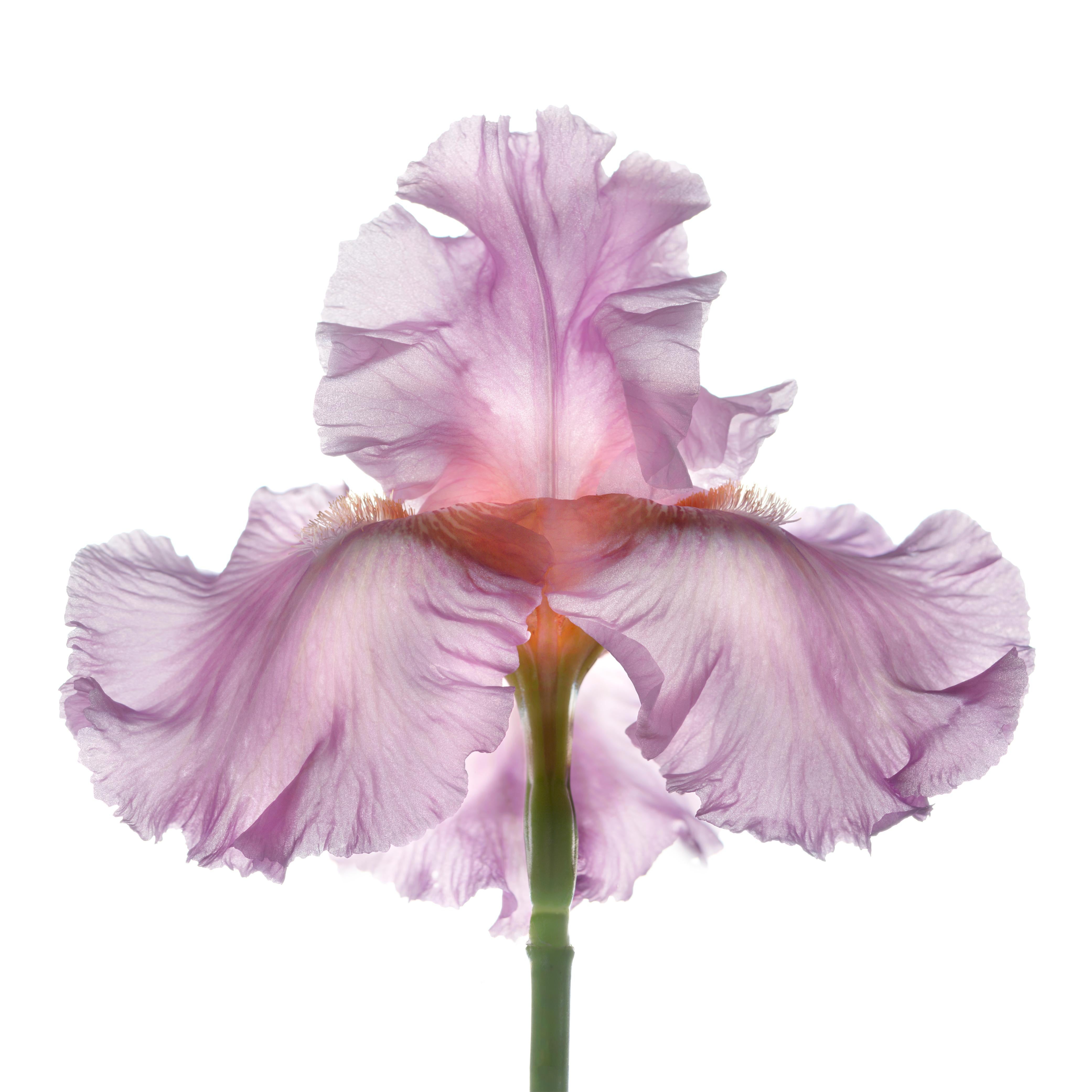 Chad Kleitsch - Untitled Flower # 70, Photography 2006, Printed After
