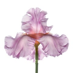 Chad Kleitsch - Untitled Flower # 70, Fotografie 2006, gedruckt nach