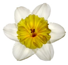 Chad Kleitsch - Untitled Flower # 71, Photography 2005, Printed After