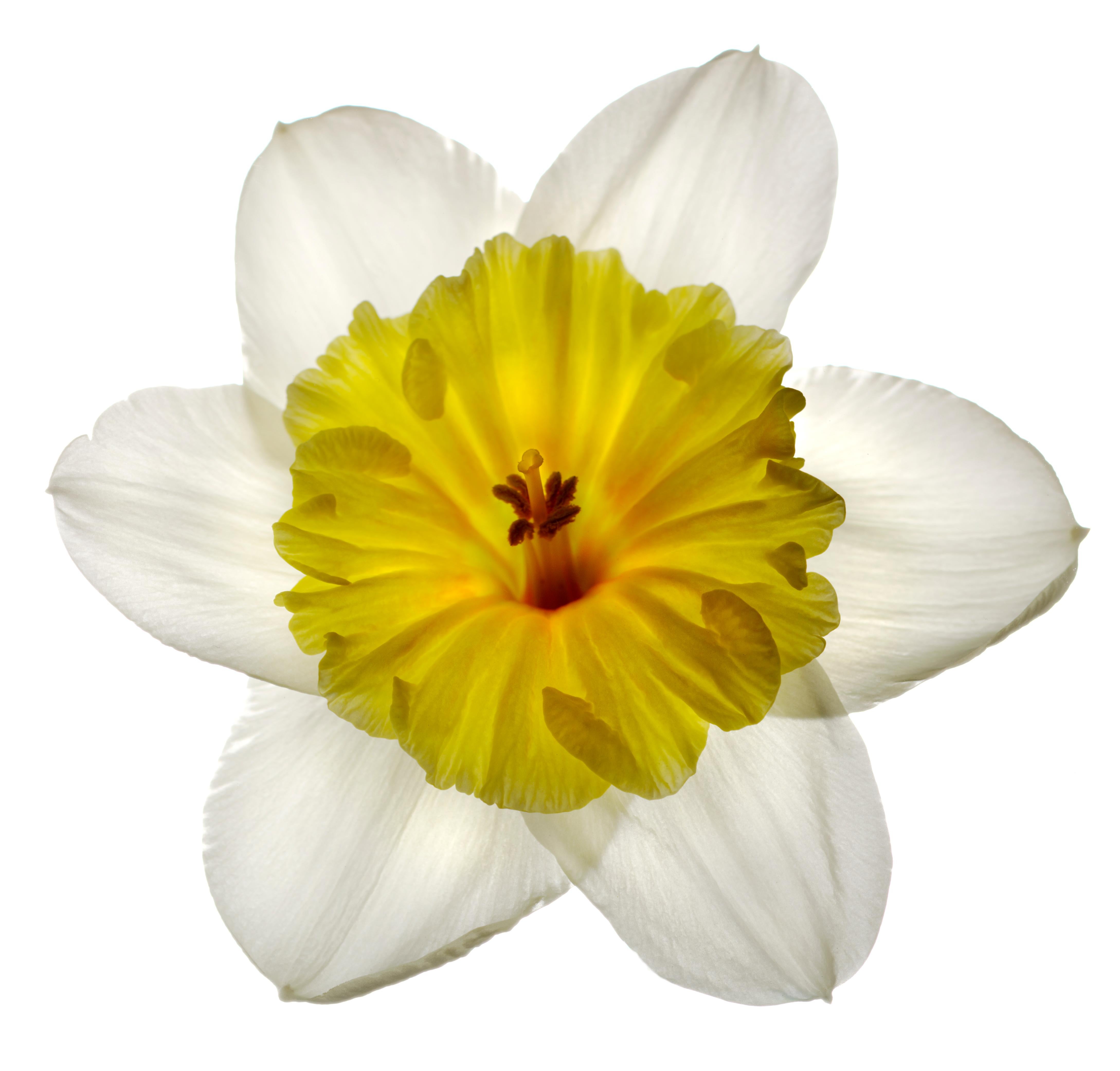 Chad Kleitsch - Untitled Flower # 71, Photography 2005, Printed After