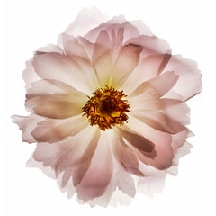Chad Kleitsch - Untitled Flower # 72, Photography 2004, Printed After