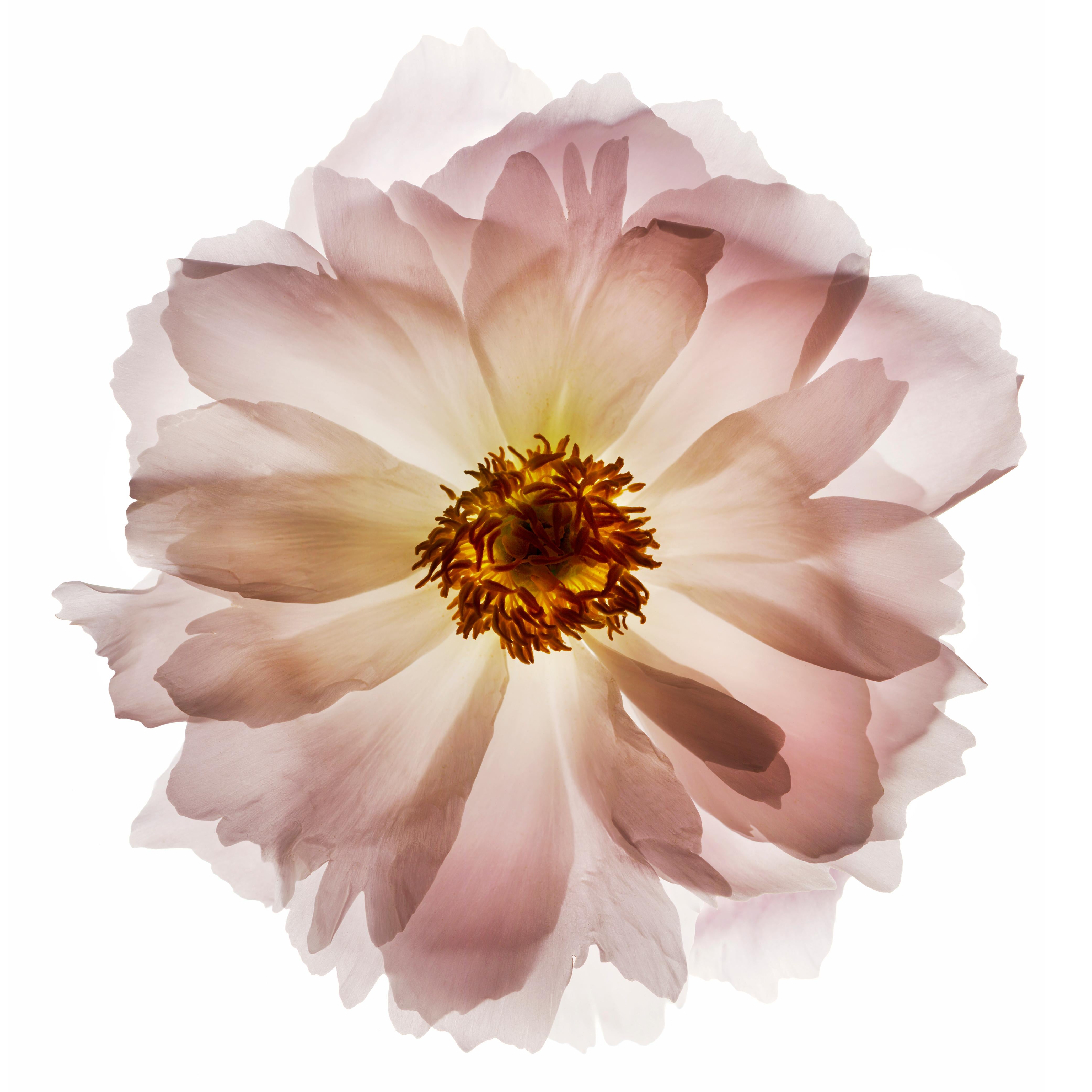 Chad Kleitsch - Untitled Flower # 72, Photography 2004, Printed After