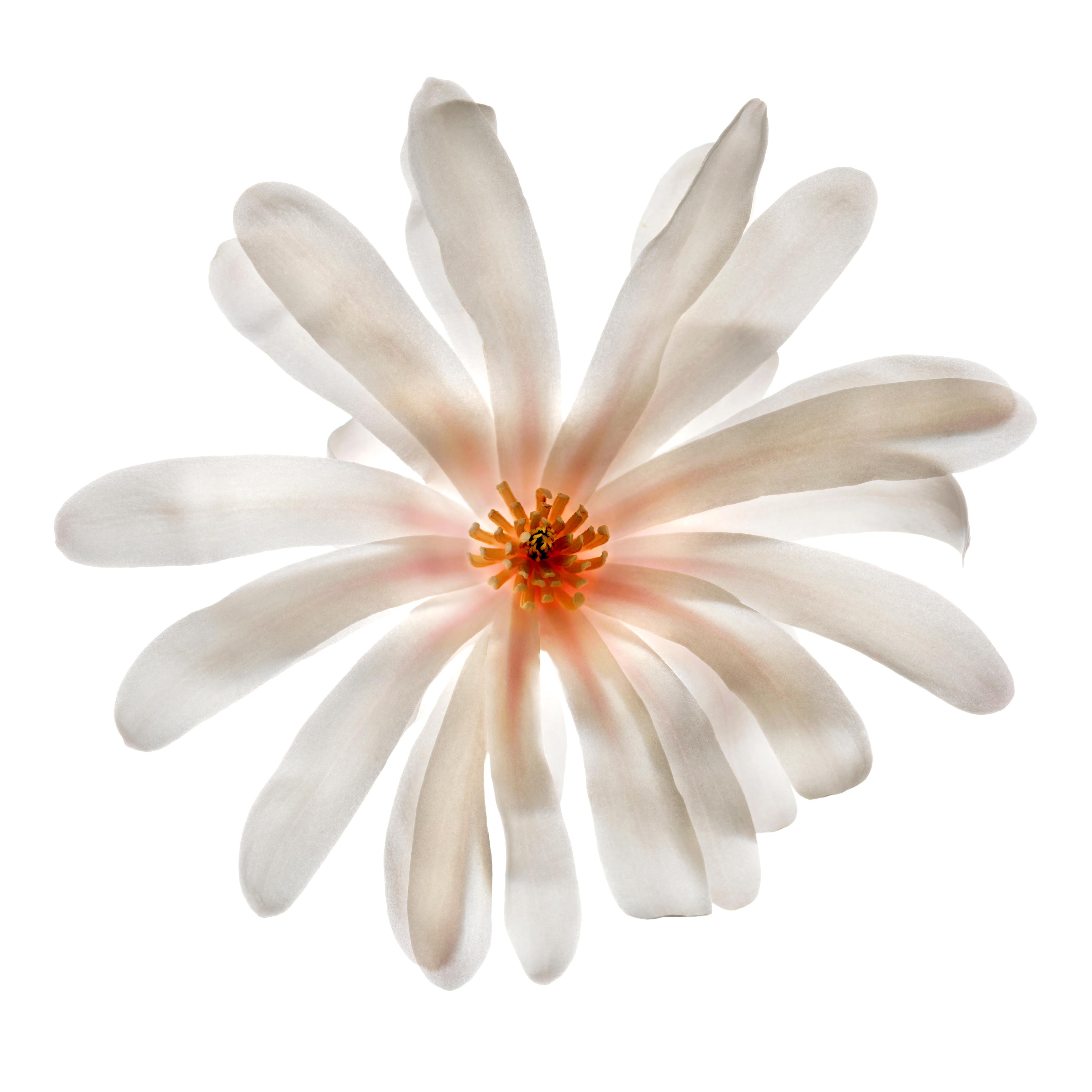 Chad Kleitsch - Fleur n° 74, photographie de 2004, imprimée d'après