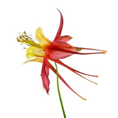 Chad Kleitsch - Untitled Flower # 75, Photography 2006, Printed After
