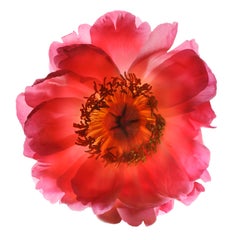 Chad Kleitsch - Untitled Flower # 77, Photography 2006, Printed After