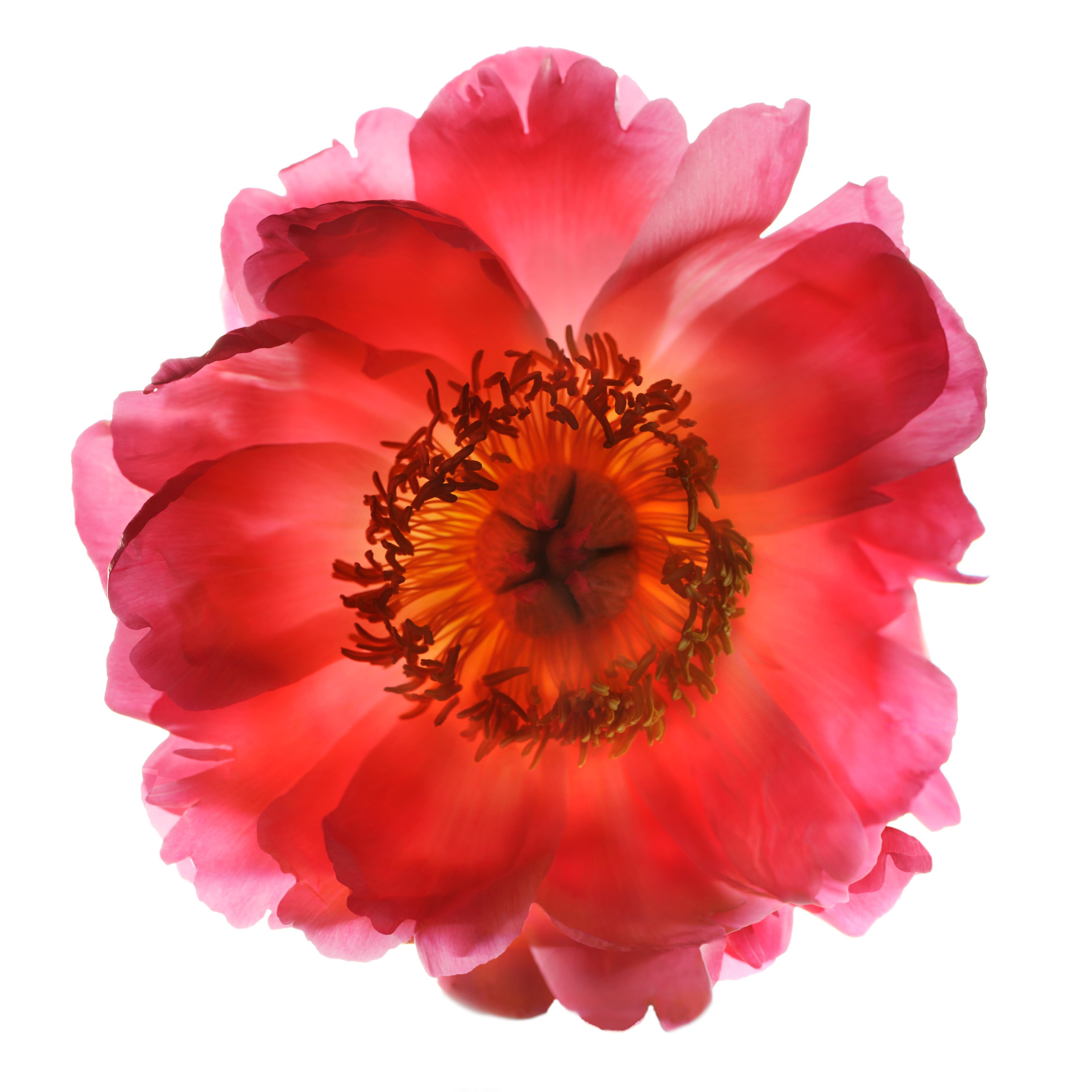 Chad Kleitsch - Flor sin título nº 77, Fotografía 2006, Impresión posterior