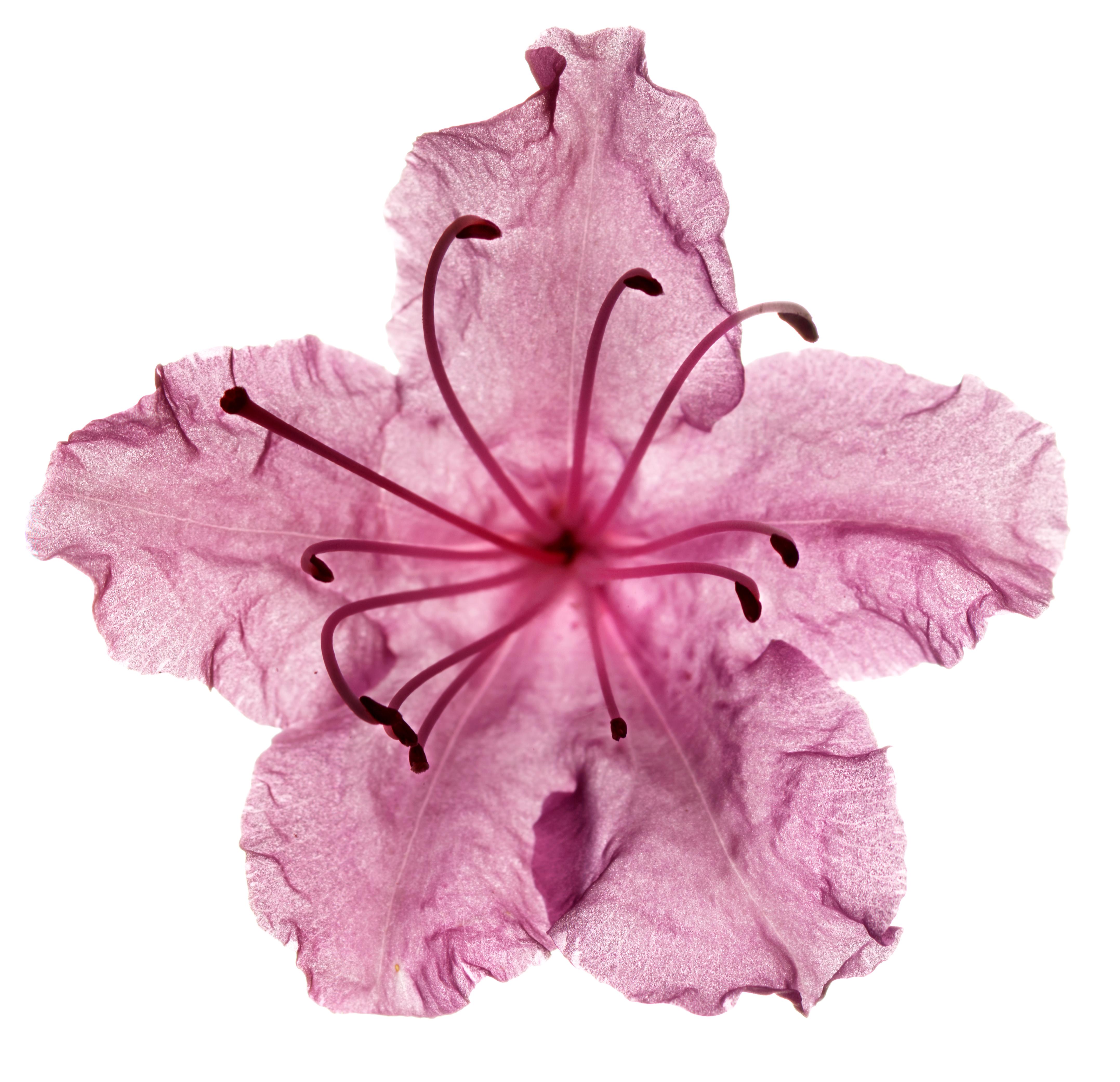 Chad Kleitsch - Fleur n° 79, photographie de 2005, imprimée d'après