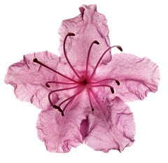 Chad Kleitsch - Flor sin título nº 79, Fotografía 2005, Impresión posterior