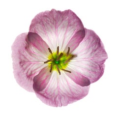 Chad Kleitsch - Untitled Flower # 80, Fotografie 2006, gedruckt nach