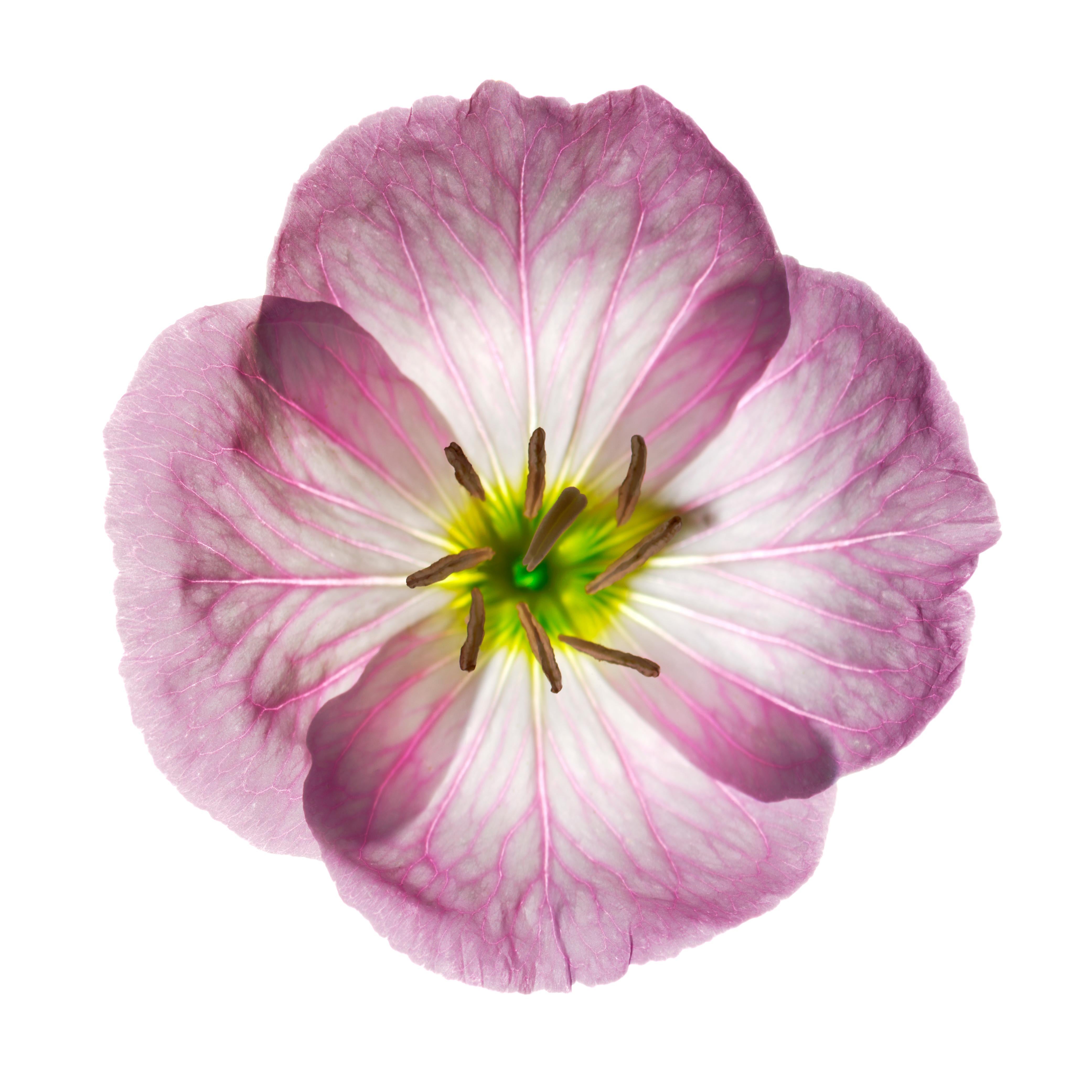 Chad Kleitsch - Fleur n° 80, photographie de 2006, imprimée d'après