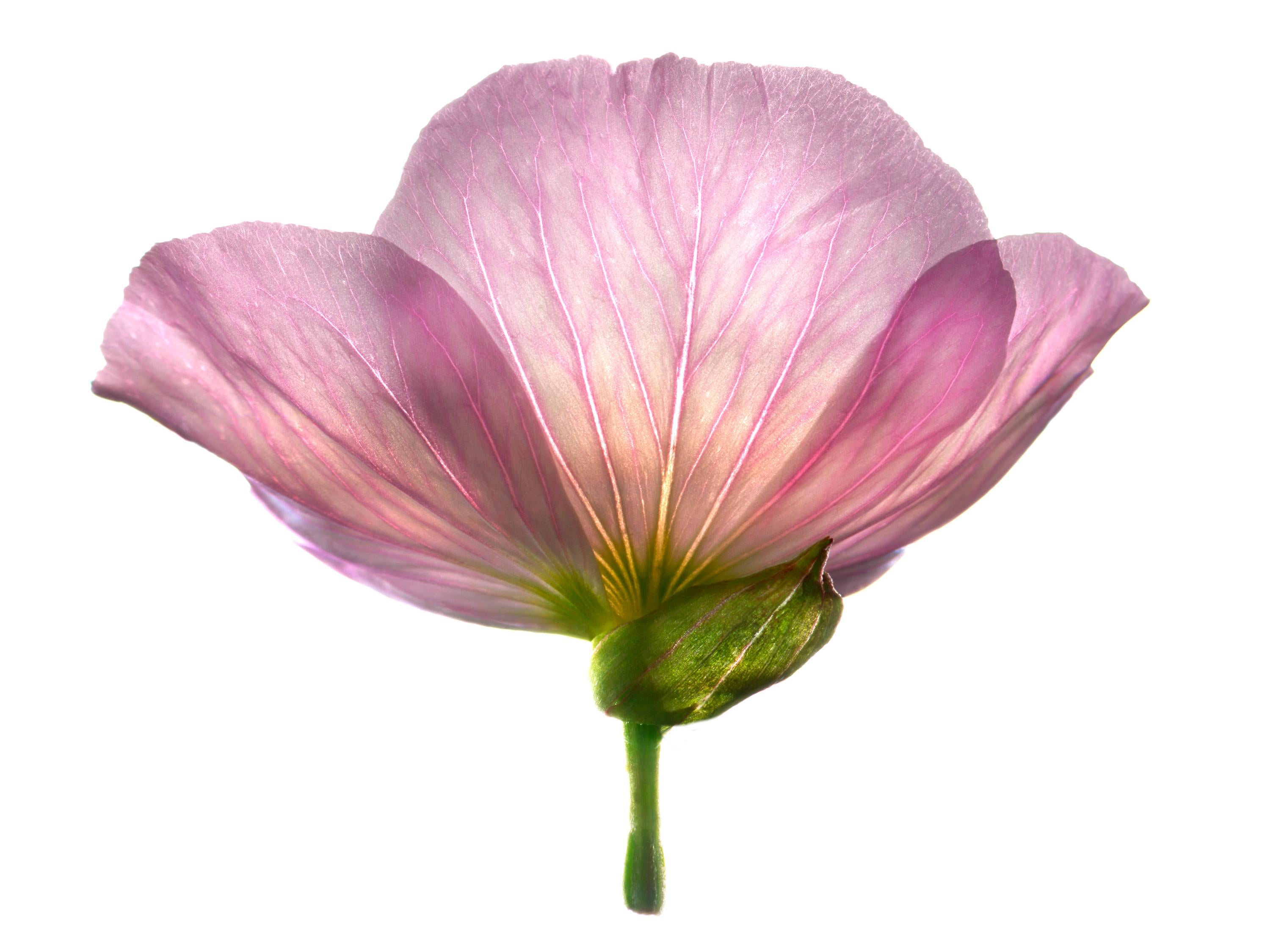 Chad Kleitsch - Fleur n° 81, photographie de 2006, imprimée d'après