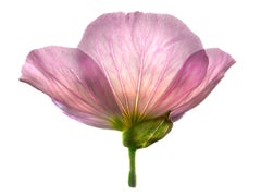 Chad Kleitsch - Fleur n° 81, photographie de 2006, imprimée d'après